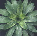 Vriesea Gigantea